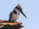 22 februari Gambia - Bonte ijsvogel (Pied Kingfisher)