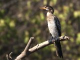 22 februari, Gambia - Afrikaanse dwergaalscholver (Long-tailed Cormorant)