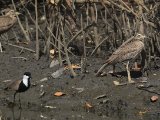 22 februari, Gambia - Sporenkievit en Senegalese griel (Spur-winged Lapwing and Senegal Thick-knee)