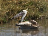 22 februari, Gambia - Kleine pelikaan (Pink-backed Pelican)