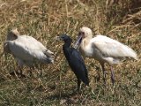 22 februari, Gambia - Zwarte reiger en Afrikaanse lepelaar (Black Heron and African Spoonbill)