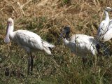 22 februari Gambia - Afrikaanse lepelaar en Heilige ibis (African Spoonbill and Sacred Ibis)