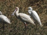 22 februari Gambia - Afrikaanse lepelaar en Middelste zilverreiger (African Spoonbill and Intermediate Egret)
