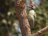 22 februari, Gambia - Stippelspecht (Fine-spotted Woodpecker)