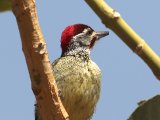 22 februari, Gambia - Stippelspecht (Fine-spotted Woodpecker)