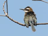 22 februari, Gambia - Witkeelbijeneter (White-throated Bee-eater)