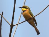 22 februari, Gambia - Dwergbijeneter (Little Bee-eater)