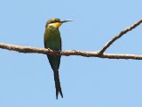 22 februari, Gambia - Zwaluwstaartbijeneter (Swallow-tailed Bee-eater)