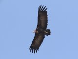 22 februari, Gambia - Kapgier (Hooded Vulture)