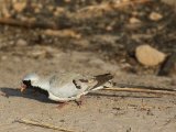 22 februari, Gambia - Maskerduif (Namaqua Dove)