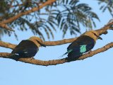 23 februari, Gambia - Blauwbuikscharrelaar (Blue-bellied Roller)