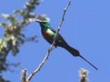 23 februari, Gambia - Feeënhoningzuiger (Beautiful Sunbird)