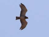 23 februari, Gambia - Beaudouins Slangenarend (Beaudouin's Snake-eagle)