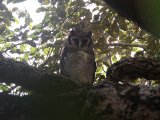 23 februari, Gambia - Verreaux' Oehoe (Verreaux's Eagle-Owl)