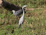 23 februari, Gambia - Zwartkopreiger en kaalkopkiekendief (Black-headed Heron and African Harrier-Hawk)