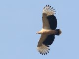 23 februari, Gambia - Palmgier (Palm-nut Vulture)