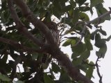 23 februari, Gambia - Geparelde dwerguil (Pearl-spotted Owlet)