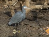 24 februari, Gambia - Westelijke rifreiger (Western Reef-Egret)