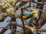 24 februari, Gambia - Kleine honingzuiger (Pygmy Sunbird)