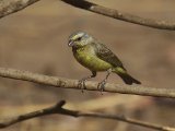 23 februari, Gambia - Mozambiquesijs (Yellow-fronted Canary)