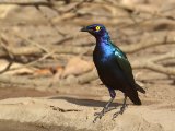 24 februari, Gambia - Purperglansspreeuw  (Purple Glossy-Starling)