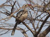 23 februari, Gambia - Westelijke Roodsnaveltok (Western Red-billed Hornbill)