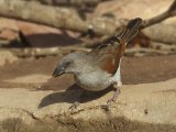 24 februari, Gambia - Grijskopmus (Northern Grey-headed Sparrow)