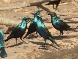 24 februari, Gambia - Groenstaartglansspreeuw  (Greater Blue-eared Glossy-Starling)
