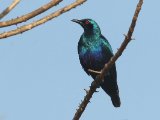 24 februari, Gambia - Bronsstaartglansspreeuw  (Bronze-tailed Glossy-Starling)