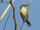 24 februari, Gambia - Feeënhoningzuiger (Beautiful Sunbird) ♀