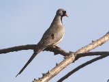 24 februari, Gambia - Maskerduif (Namaqua Dove)