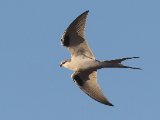 25 februari, Senegal - Afrikaanse zwaluwstaartwouw (African Swallow-tailed Kite)