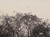 24 februari, Senegal - Afrikaanse zwaluwstaartwouw (African Swallow-tailed Kite)