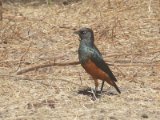 26 februari, Senegal - Roodbuikglansspreeuw (Chestnut-bellied Starling)