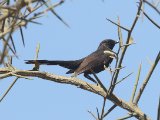 26 februari, Senegal - Zwarte waaierstaart (Black Scrub-Robin)
