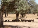26 februari, Senegal - Landschap met gieren