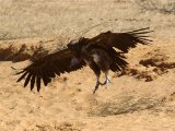 26 februari, Senegal - Oorgier (Lappet-faced Vulture)