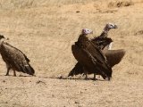 26 februari, Senegal - Oorgier (Lappet-faced Vulture)