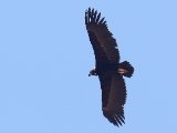 26 februari, Senegal - Monniksgier (Cinereous Vulture)