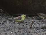 26 februari, Senegal - Bruinruggoudmus (Sudan Golden-Sparrow)