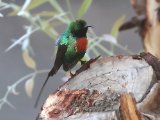 27 februari, Senegal - Feeënhoningzuiger (Beautiful Sunbird)