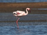 27 februari, Senegal - Kleine flamingo (Lesser Flamingo)