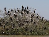 27 februari, Senegal - Witborstaalscholver (White-breasted Cormorant)