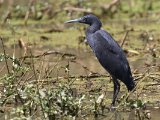 27 februari, Senegal - Zwarte reiger (Black Heron)