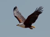 27 februari, Senegal - Afrikaanse zee-arend (African Fish-eagle)