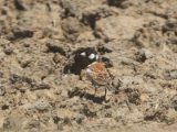1 maart, Mauritanië -  Bruinrugvinkleeuwerik (Chestnut-backed Sparrow-Lark)