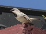 2 maart, Mauritanië - Woestijnmus (Desert Sparrow)