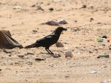 2 maart, Mauritanië - Bruinnekraaf (Brown-necked Raven)