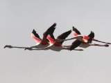 3 maart, Mauritanië - Banc d'Arguin - Flamingo (Greater Flamingo)