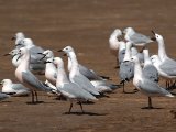3 maart, Mauritanië - Iwik - Dunbekmeeuw (Slender-billed Gull)